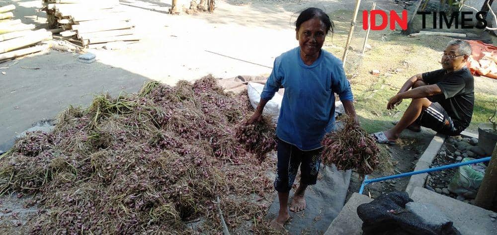 Salah satu petani bawang merah di Bantul usai memanen tanaman bawang merah. IDN Times/Daruwaskita