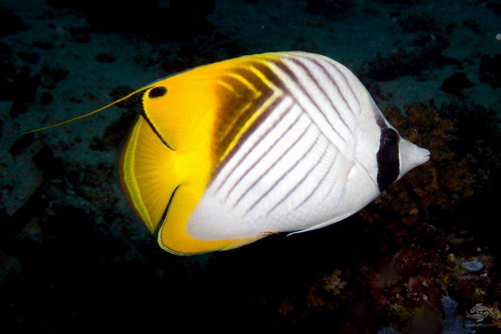 seaunseen.com