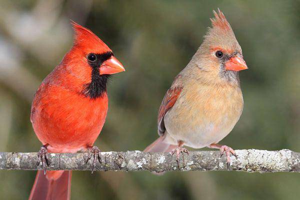 backyardbirdingblog.com