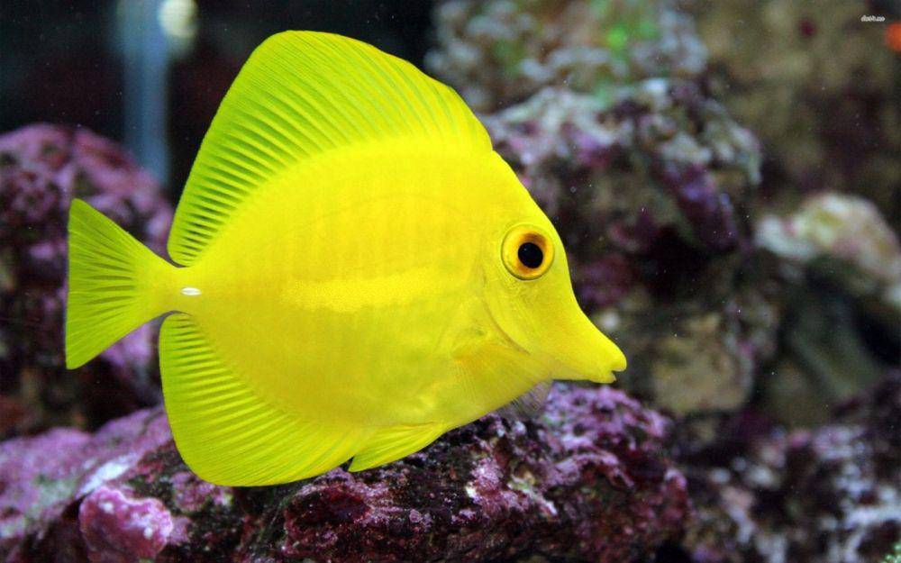 saltwateraquarist.com