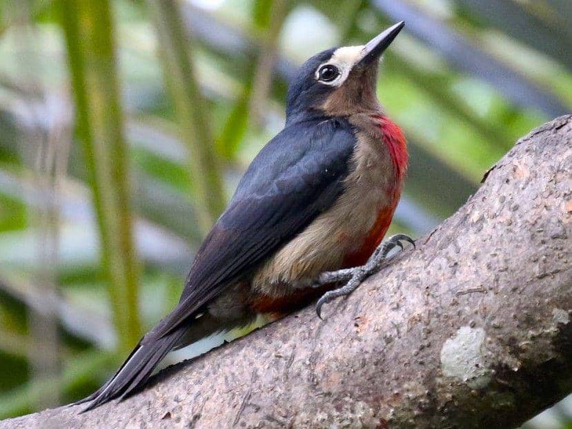 ebird.org