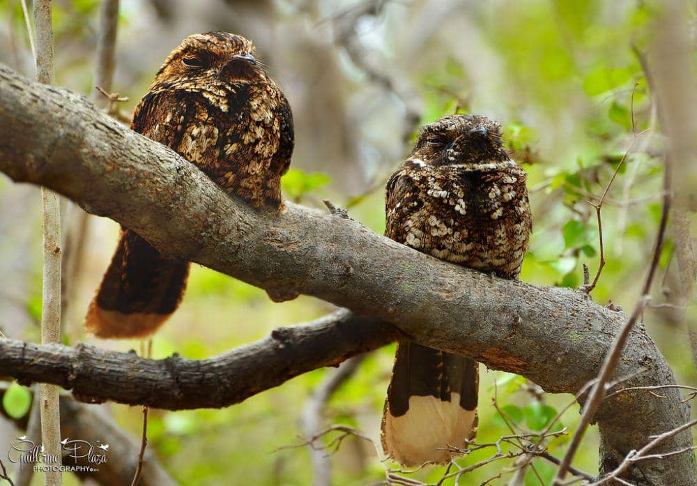 6 Burung Endemik dari Puerto Rico yang Unik-Unik, Sudah Tahu?