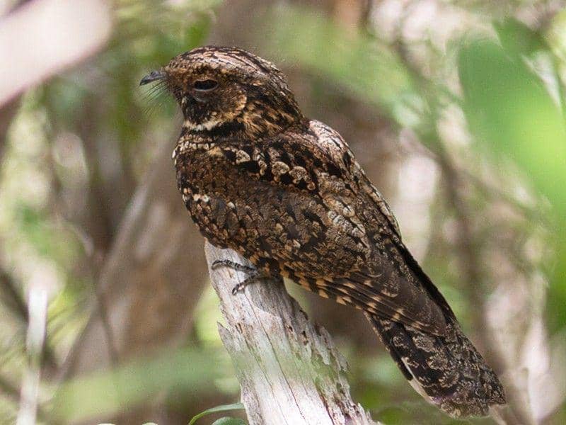 ebird.org