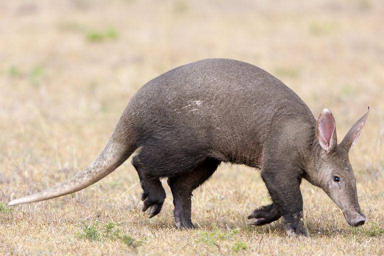 ilustrasi aardvark (thoughtco.com)