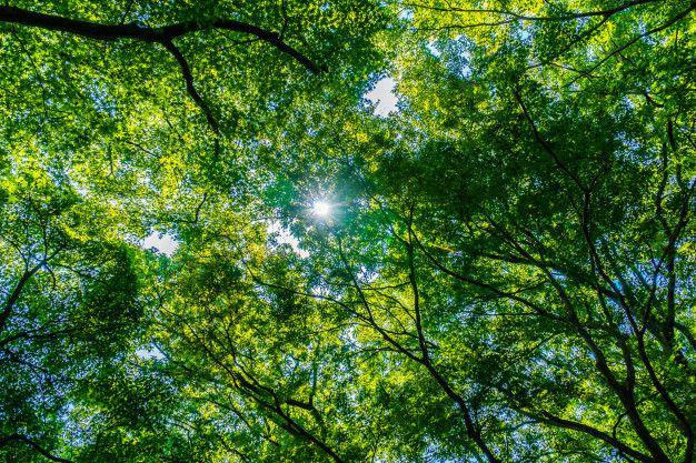 7 Pekerjaan Berat Ini Dilakukan Hutan untuk Manusia, Jangan Dibakar!