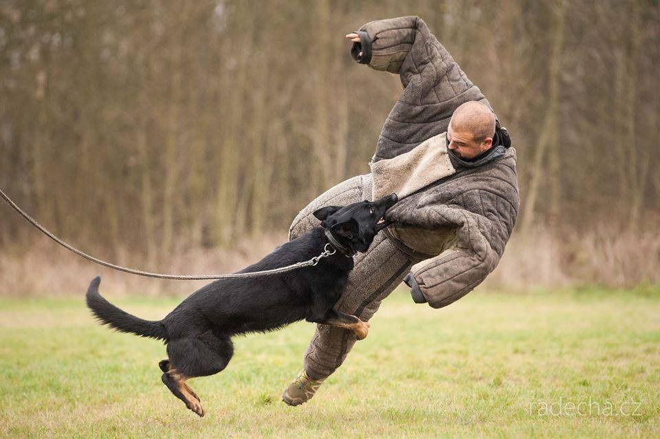 7 Jenis Anjing Terkuat di Dunia