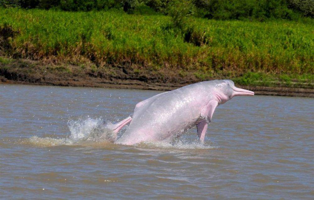 whales.org