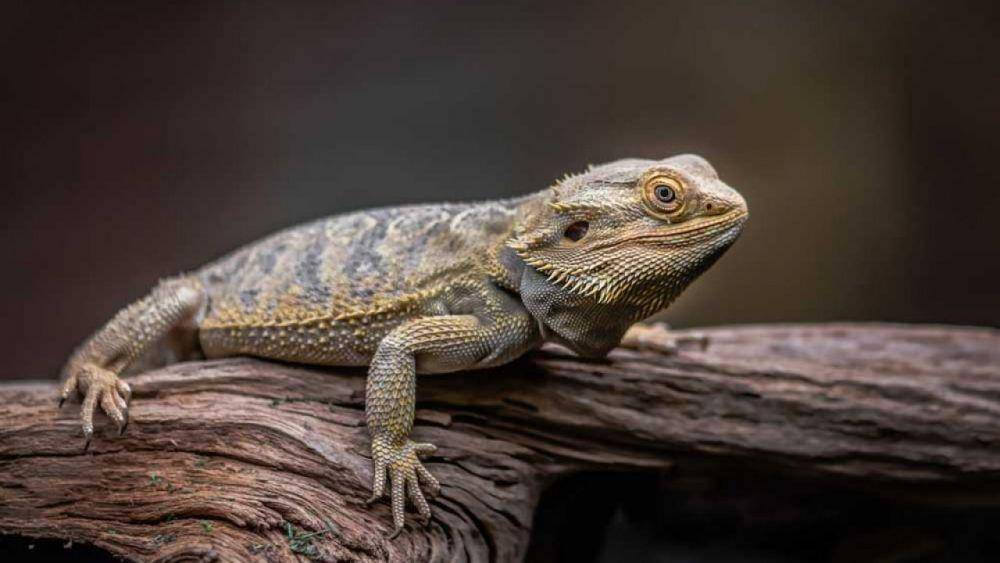 exopetguides.com