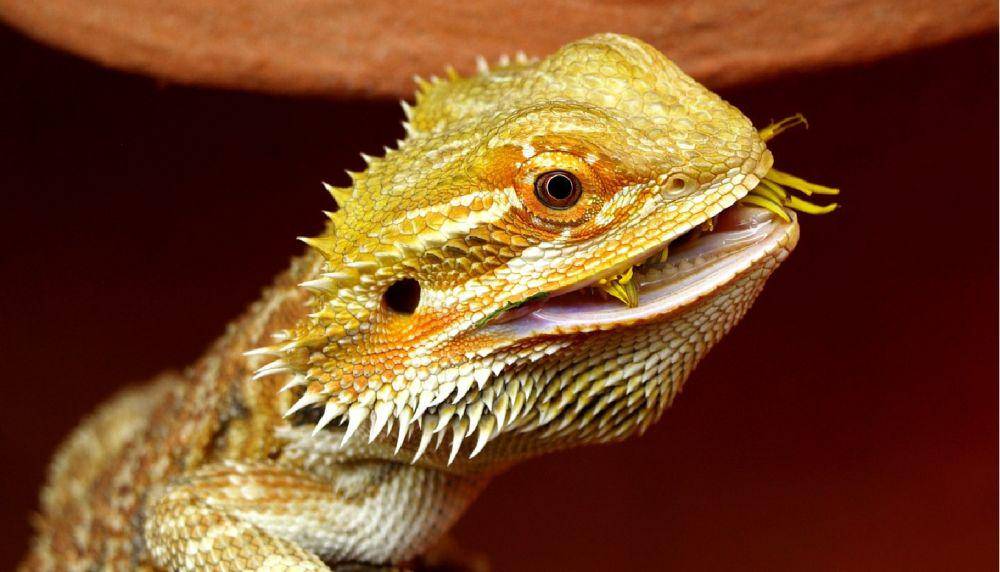 reptileadvisor.com