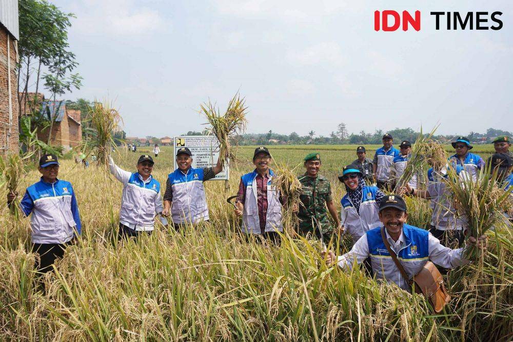 Panen Raya Padi (IDN Times/Dhana Kencana)