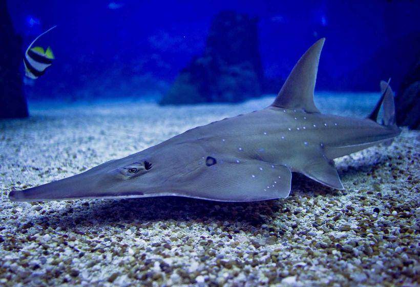 oceanario.pt