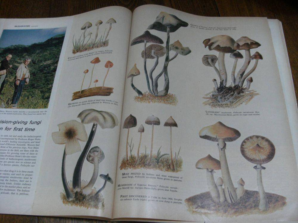 shroomery.org