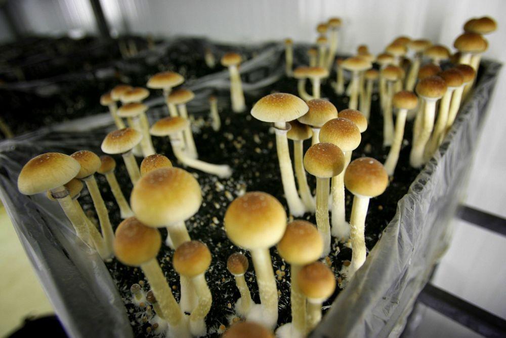7 Fakta Magic Mushroom dan Cara Kenali Penggunanya yang Berhalusinasi