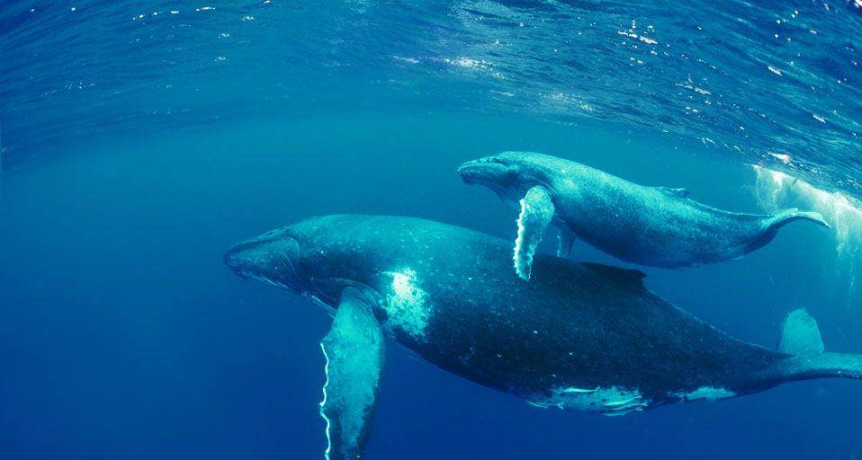 deepoceanfacts.com