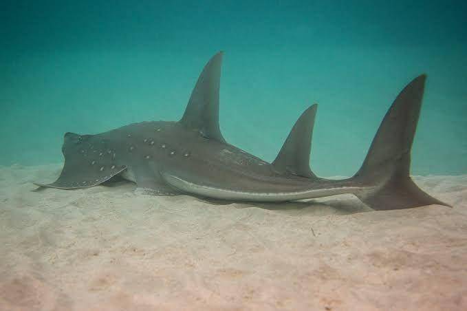 fishesofaustralia.net.au