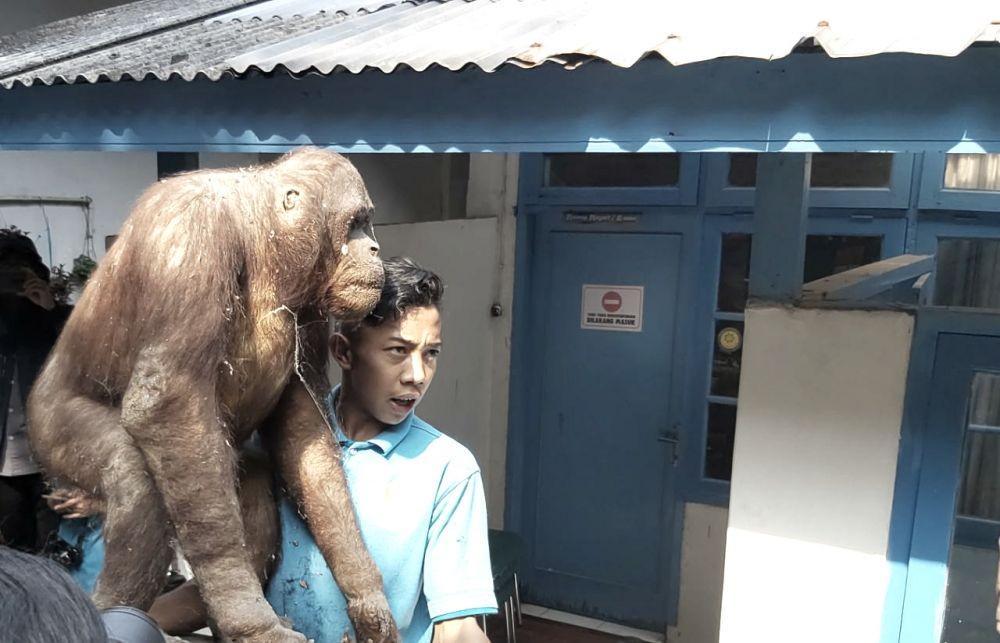 263 Hewan Langka yang Diawetkan di Kebun Binatang Bandung Dimusnahkan