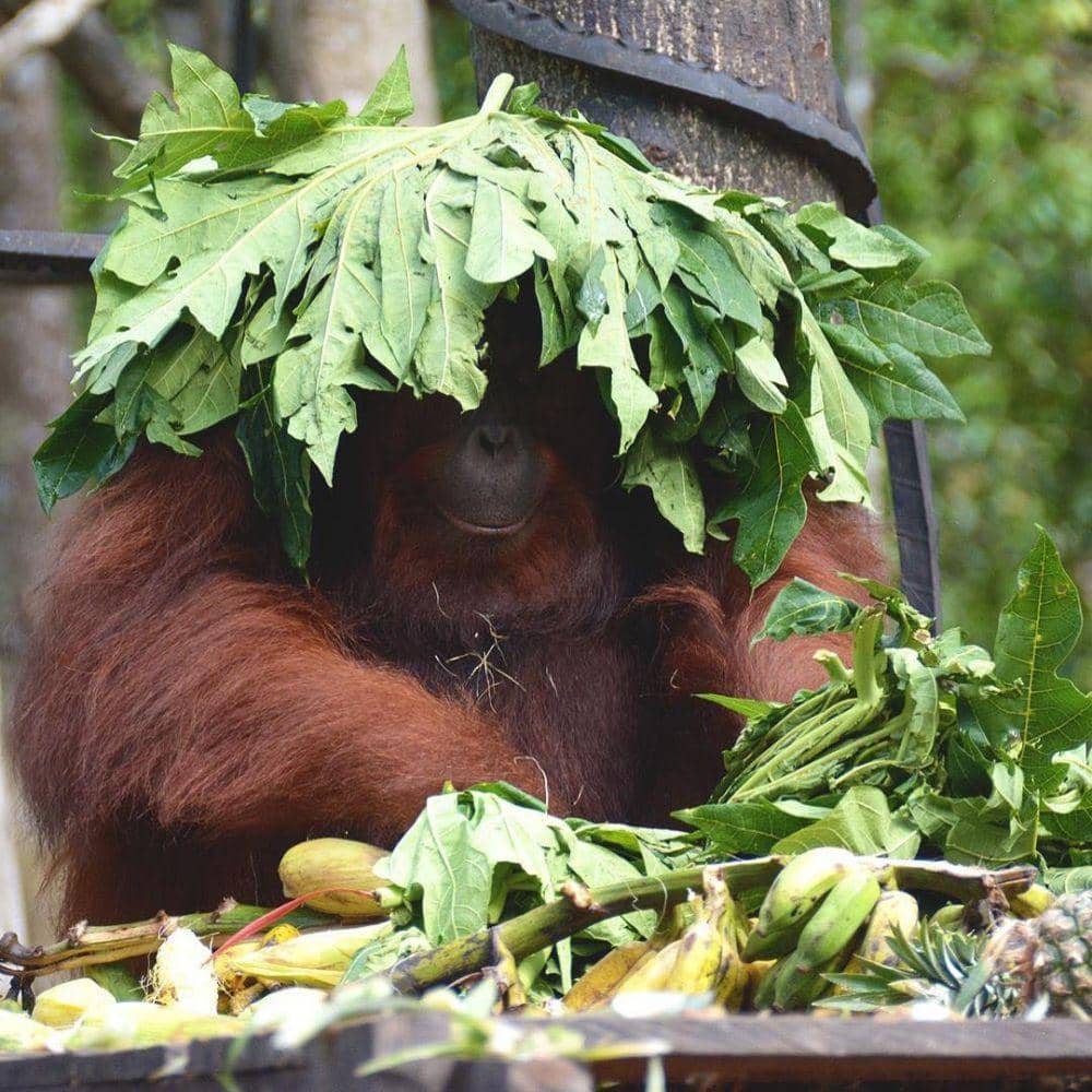 IG: @theorangutanproject