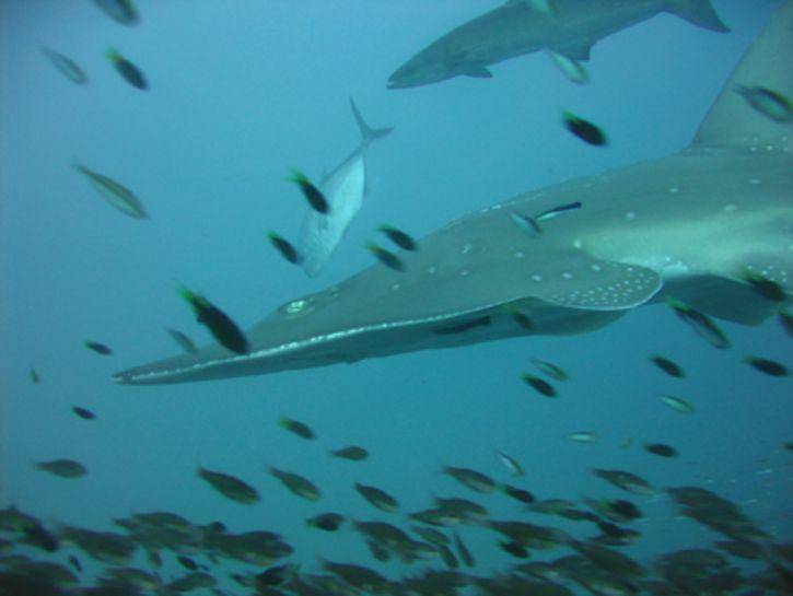 iucnredlist.org/
