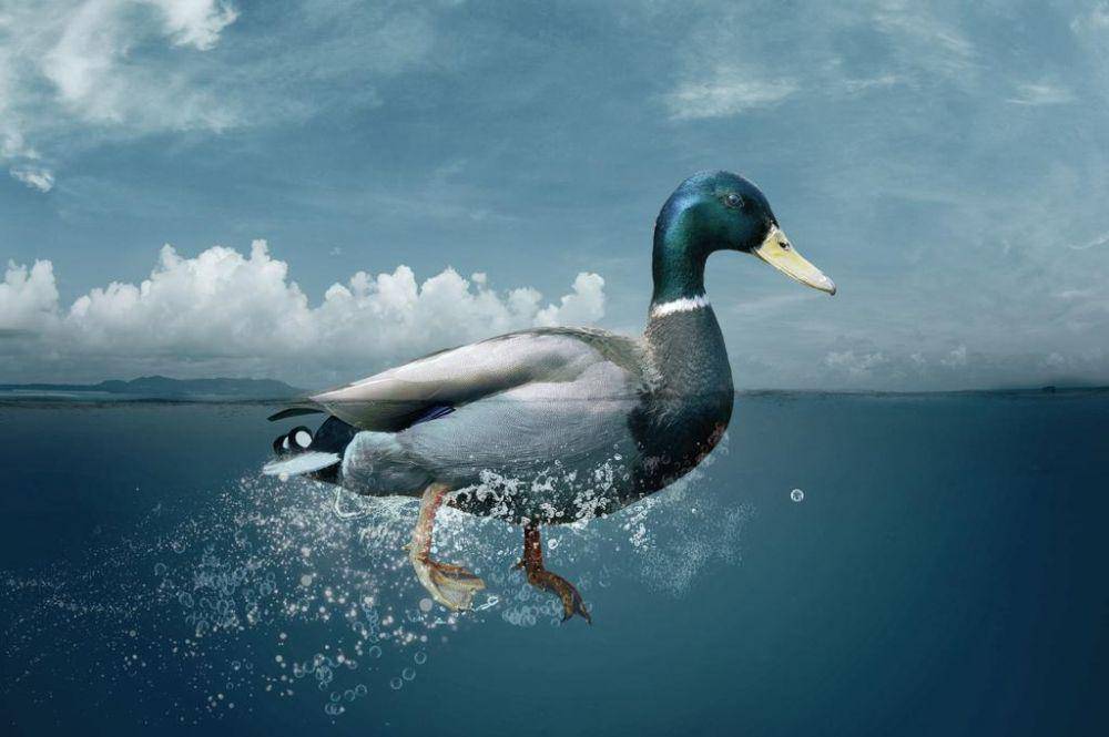 deviantart.com