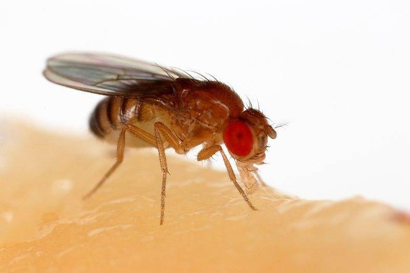 smithsonianmag.com