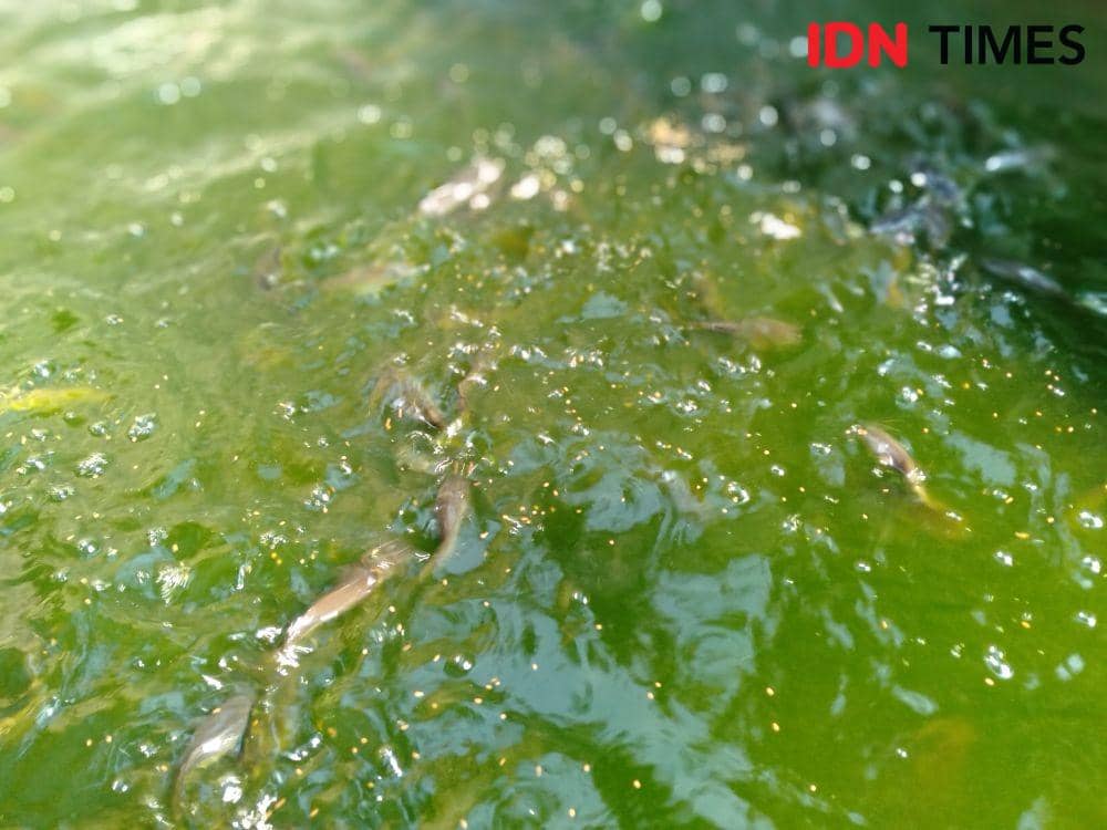 Musim Kemarau, DPPKP Bantul Waspadai Ikan Budidaya yang Rentan Sakit