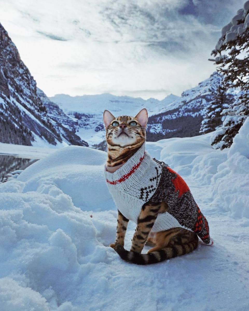 Instagram/sukiicat