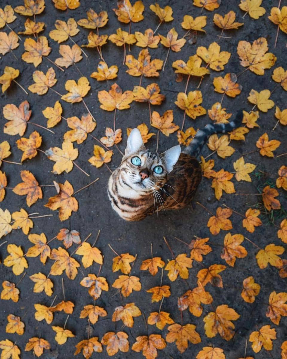 Instagram/sukiicat