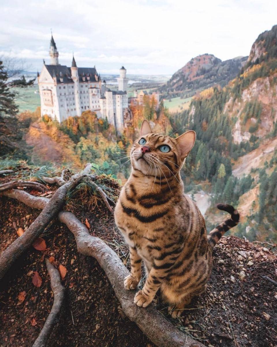 Instagram/sukiicat