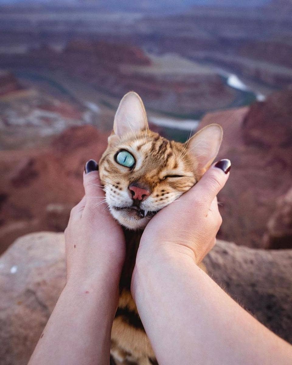 12 Potret Menggemaskan Sukiicat, si Kucing Petualang!