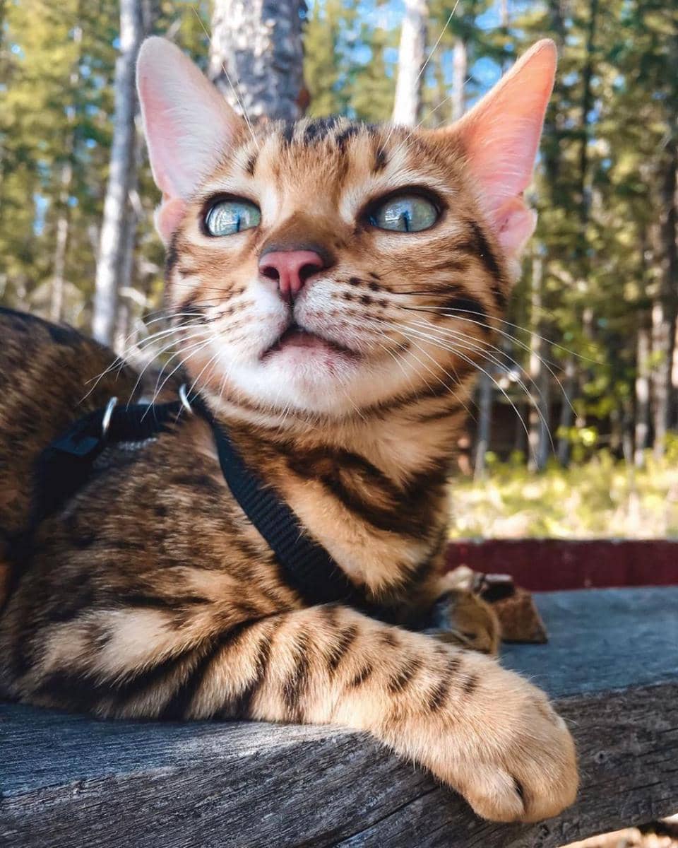 Instagram/sukiicat