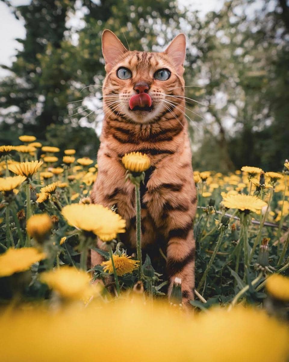 Instagram/sukiicat