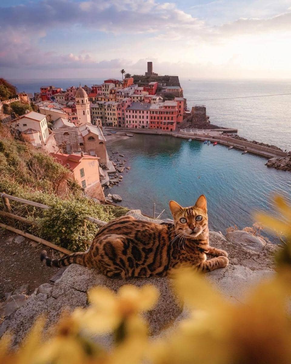 Instagram/sukiicat