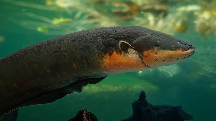 5 Fakta Unik Belut Listrik, Ikan Air Tawar yang Bisa Membunuh Manusia!