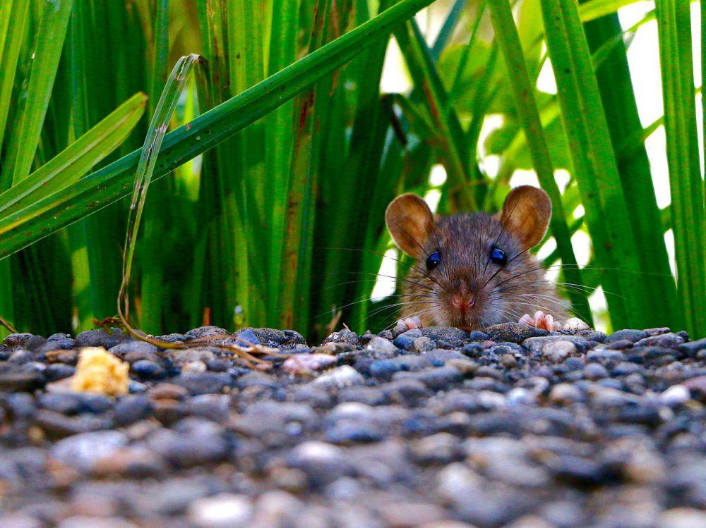 5 Fakta Unik Tikus, Perenang Andal hingga Peduli terhadap Sesama