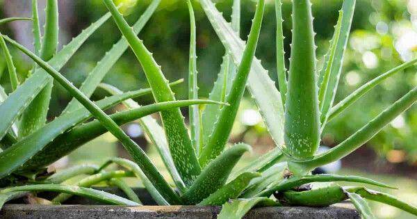 bestplants.com