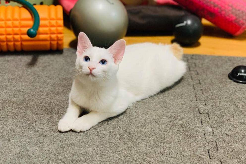 Instagram/@yoshi_the_japanese_bobtail