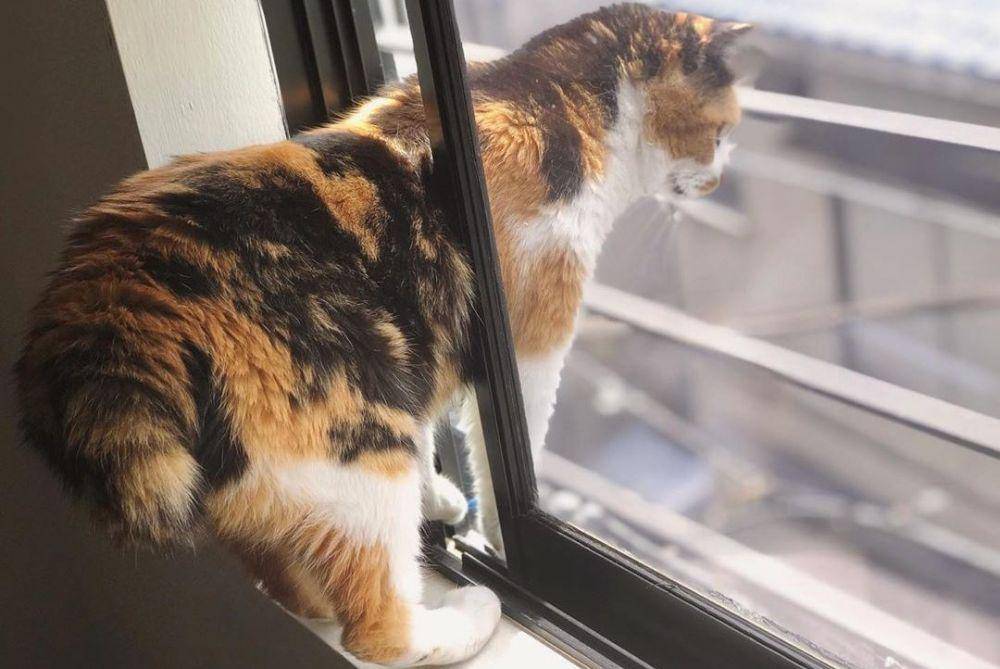 Instagram/@maron_japanesebobtail