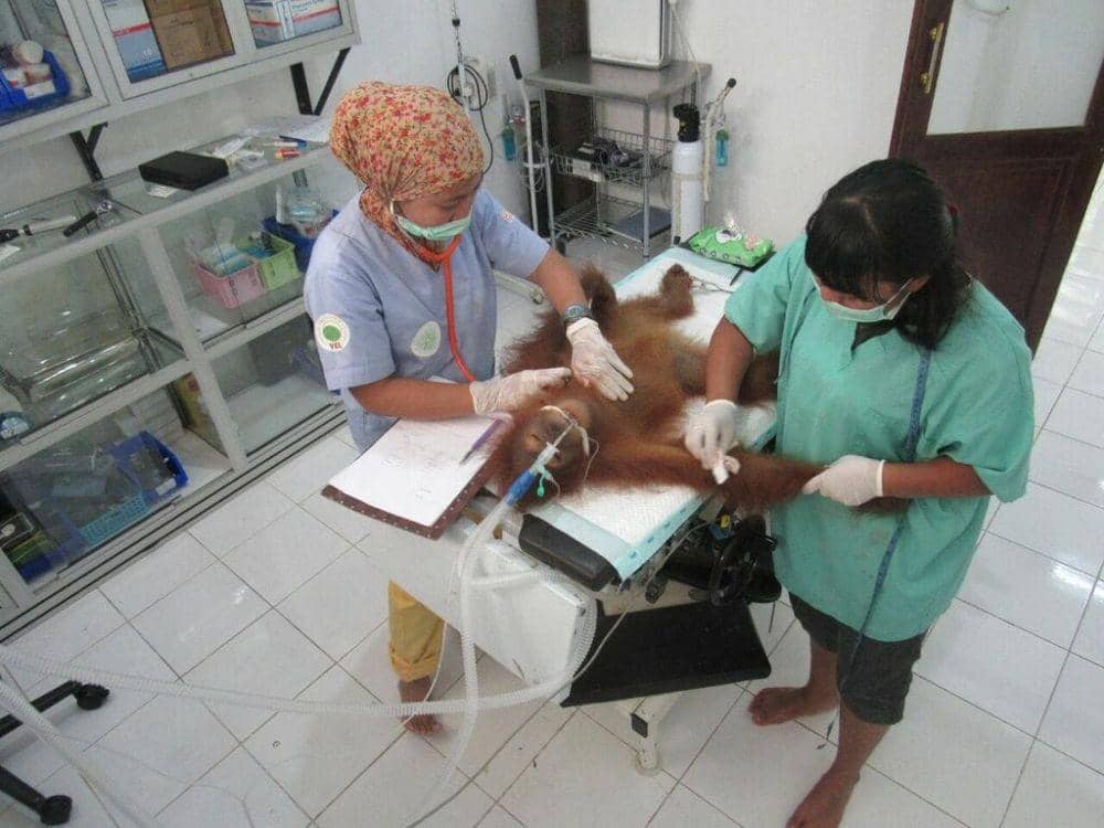 Dievakuasi dari Kebun Sawit Aceh, Dua Orang Utan Cacingan Selamat