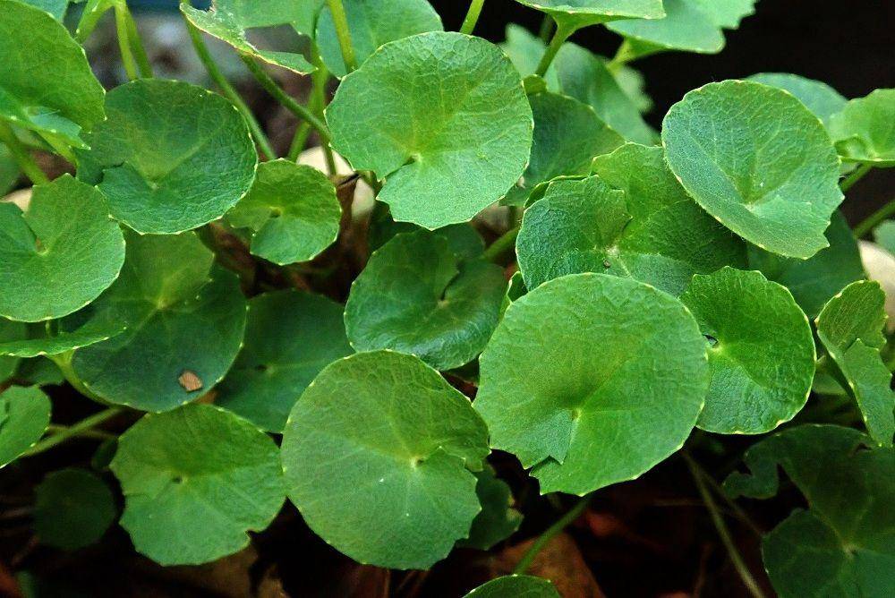 pixabay/buntysmum-5497946/