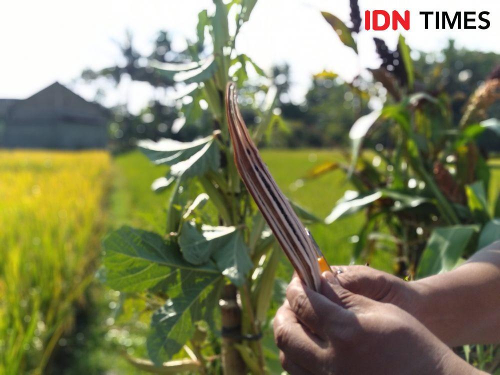 Kopi Raja, Minuman Kopi Berbahan Baku Biji Buah Okra