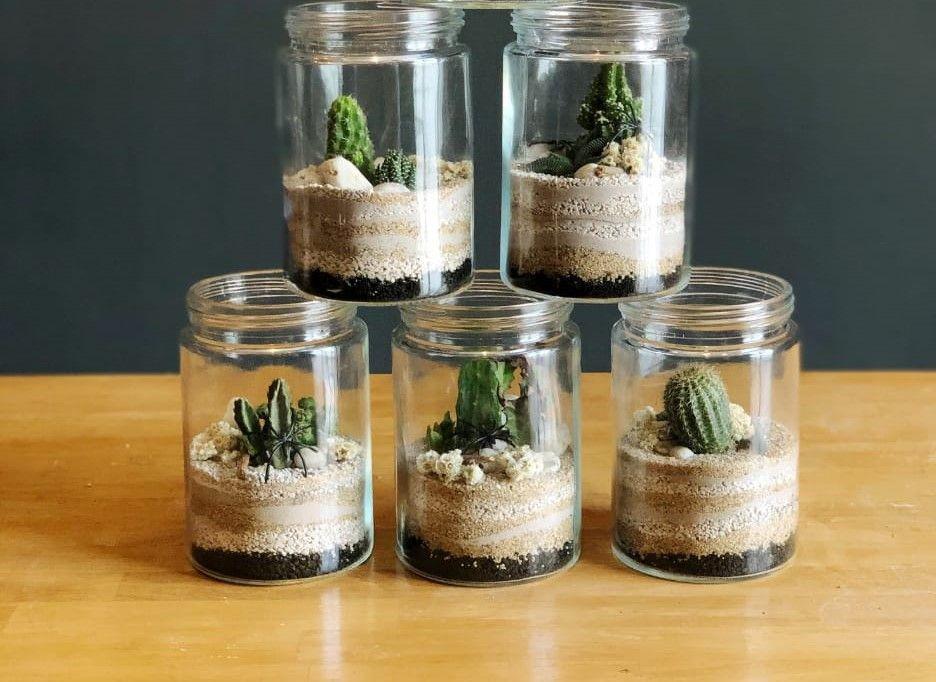 Inkubasi Terrarium Kaktus di Medan, Terapi Millennial Hilangkan Penat