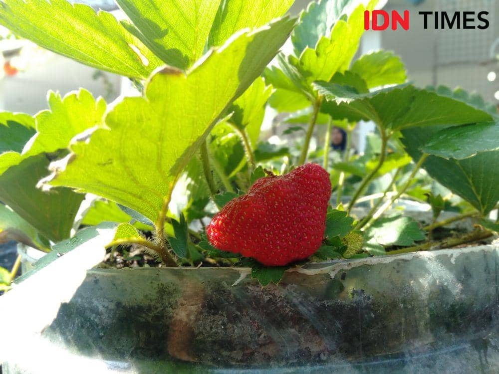 IDN Times/Daruwaskita