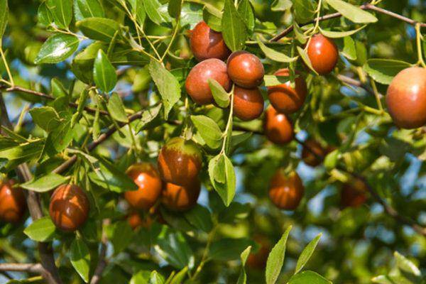 blog.nurserylive.com