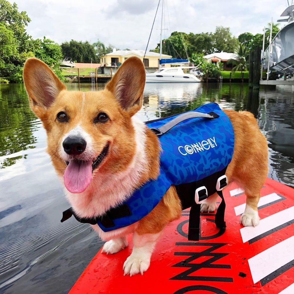 10 Potret Traveling Unik Bareng Anjing ala Airbnb, Gemesin Banget!