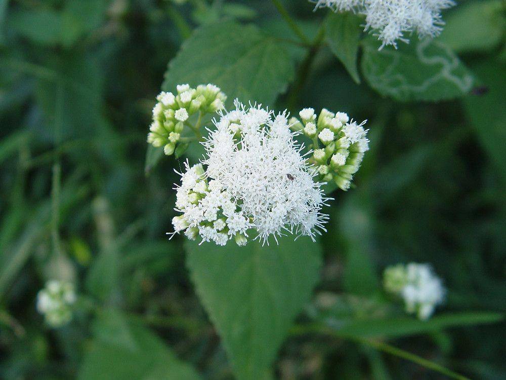 gobotany.nativeplanttrust.org