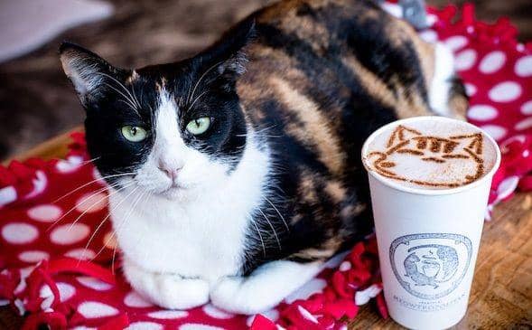 10 Potret Makanan Bertema Kucing yang Super Gemesin, Bikin Sayang