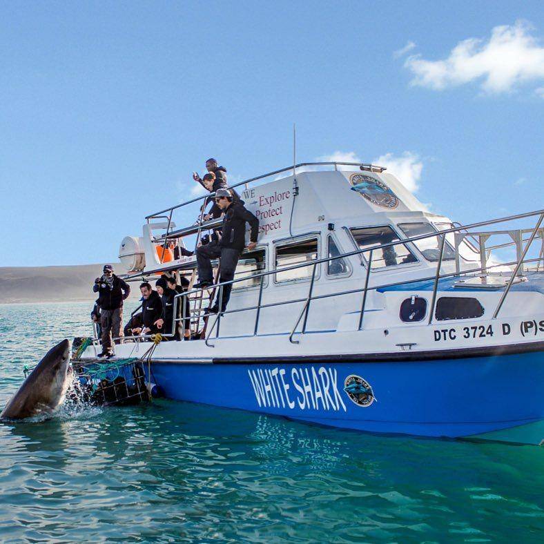 instagram.com/whitesharkco