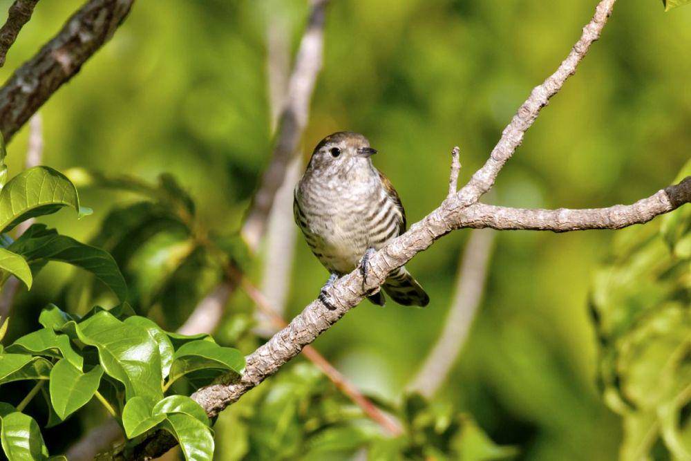 nzbirdsonline.org