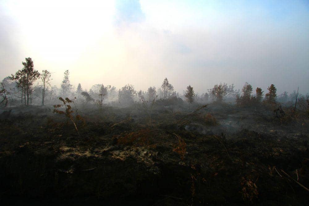 KLHK Imbau Masyarakat Waspadai Kenaikan Hotspot di Beberapa Provinsi