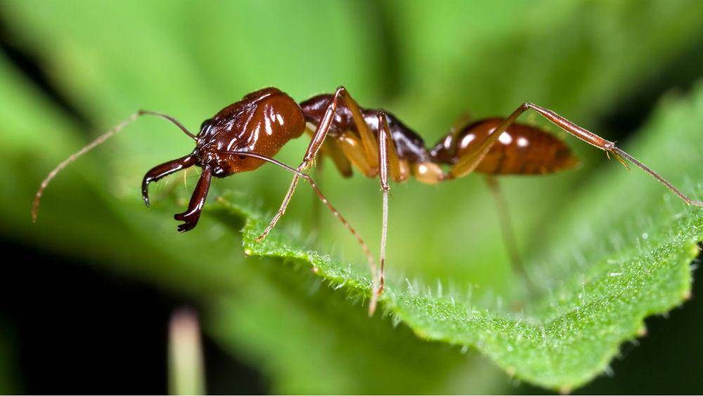 nationalgeographic.com